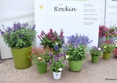 De Salvia Rockin series. Het zijn gewilde soorten bij geveugelde vrienden. En kunnen goed worden geteeld als een serie en gedijen het beste in grote containers vanaf 2 liter.